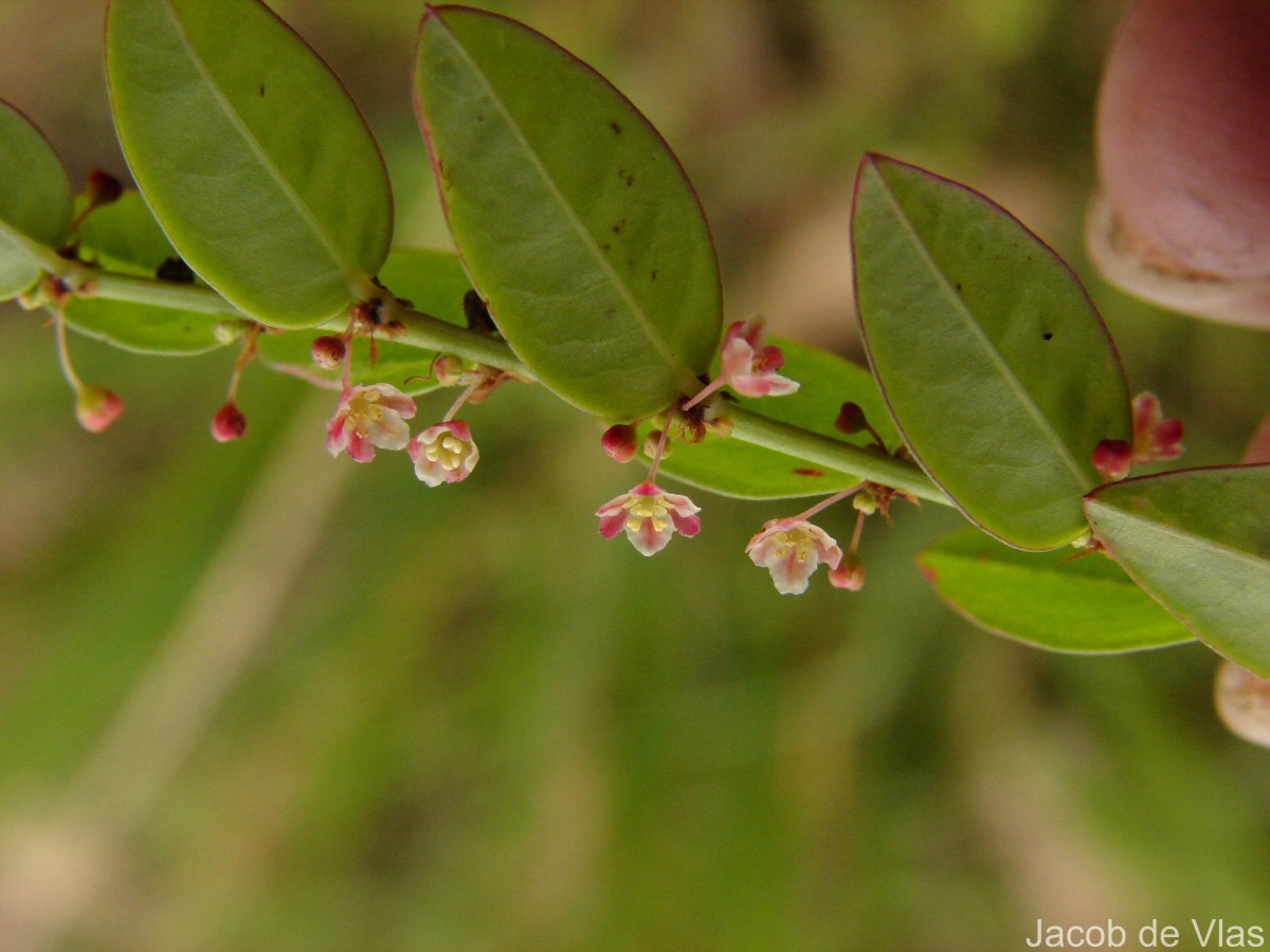 Phyllanthus gardnerianus (Wight) Baill.